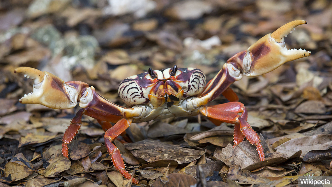 Red crab ready to start the migration to the coast of Cuba