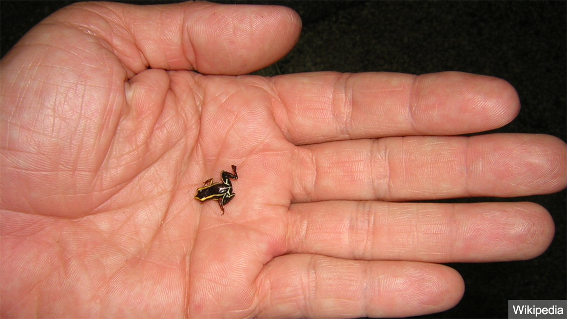 Cuban ranita, one of the world's smallest frogs, wild cuba