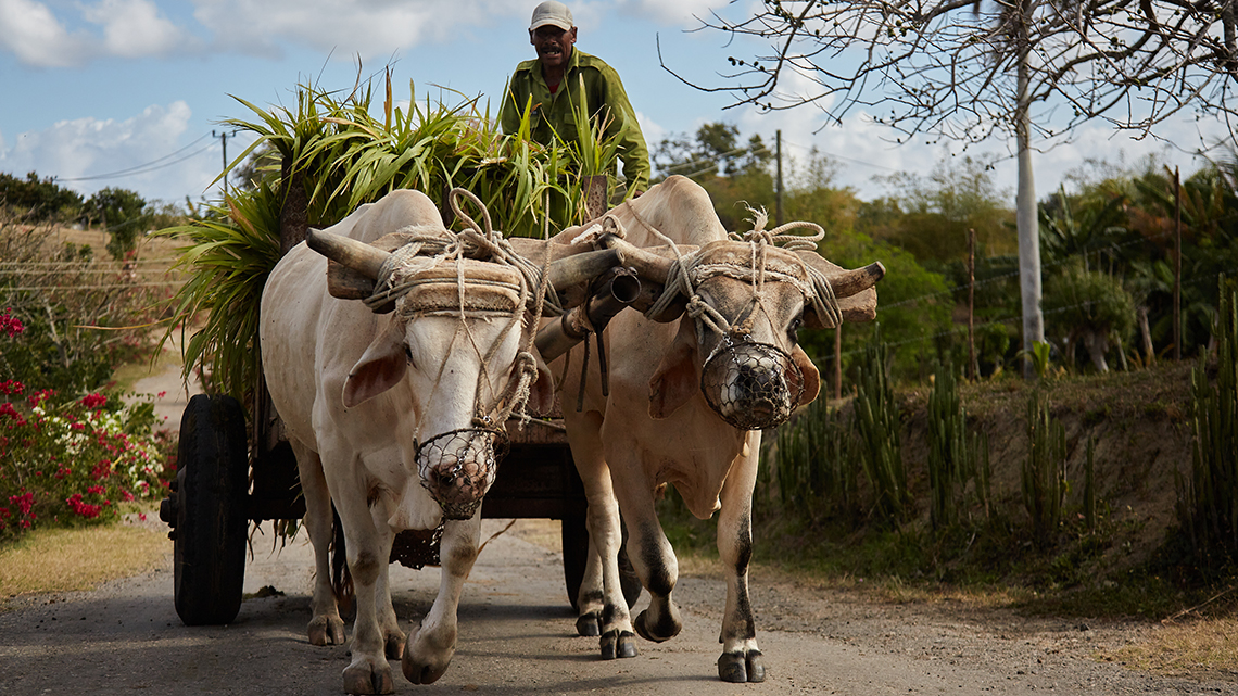 Cuban guajiro in a oxen drawn cart near Finca Vista Hermosa wild cuba