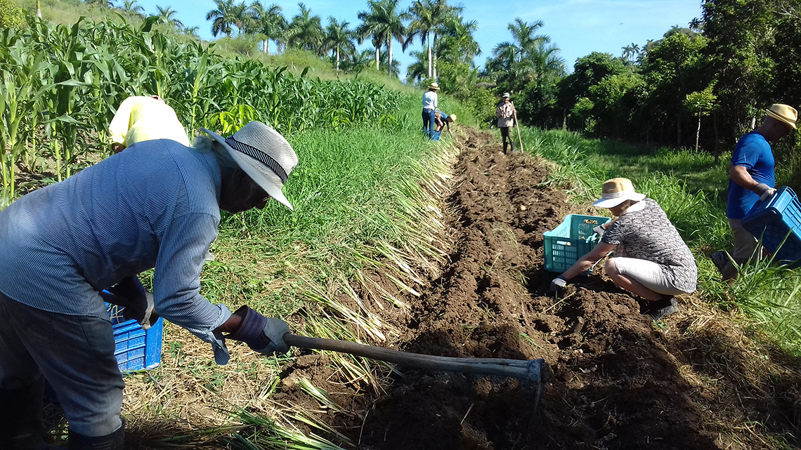 Farmers working the fields of Finca Tungasuk wild cuba