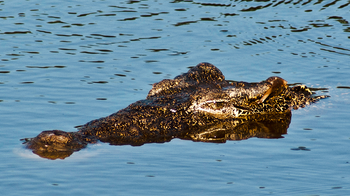 Crocodrile lurking in the waters of the Zapata Swamps