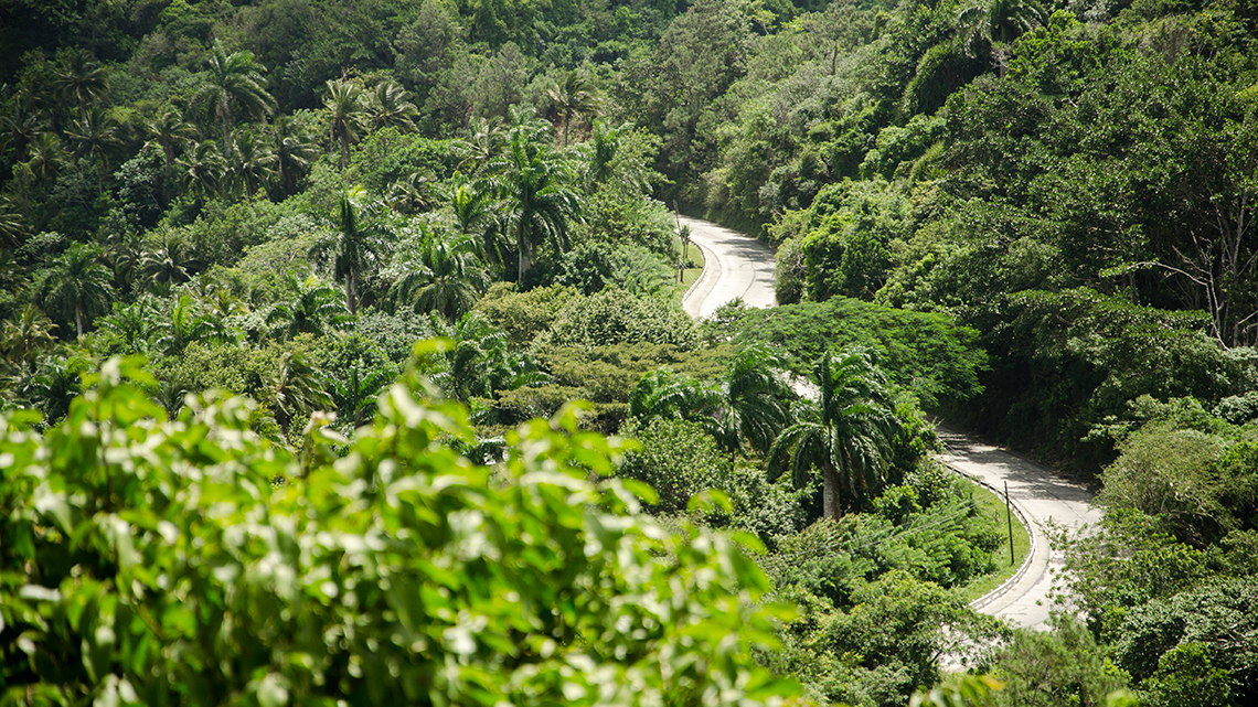 Road mixed with the exhuberant vegetation around Humboldt National Park in Guantanamo