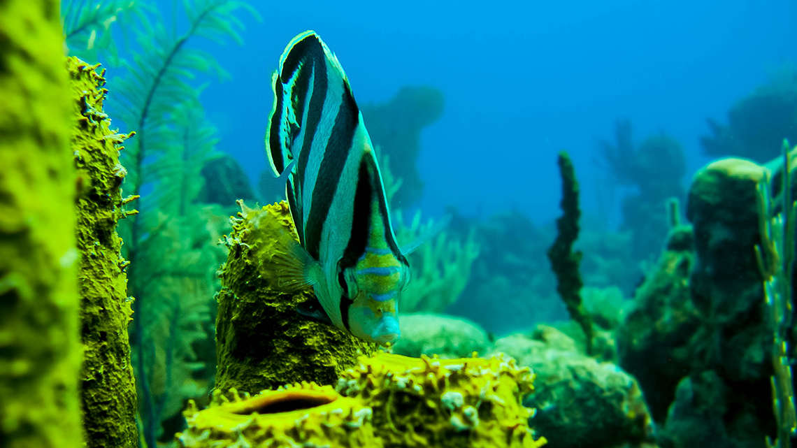 Rich, unspoilt marine life in Jardines de la Reina