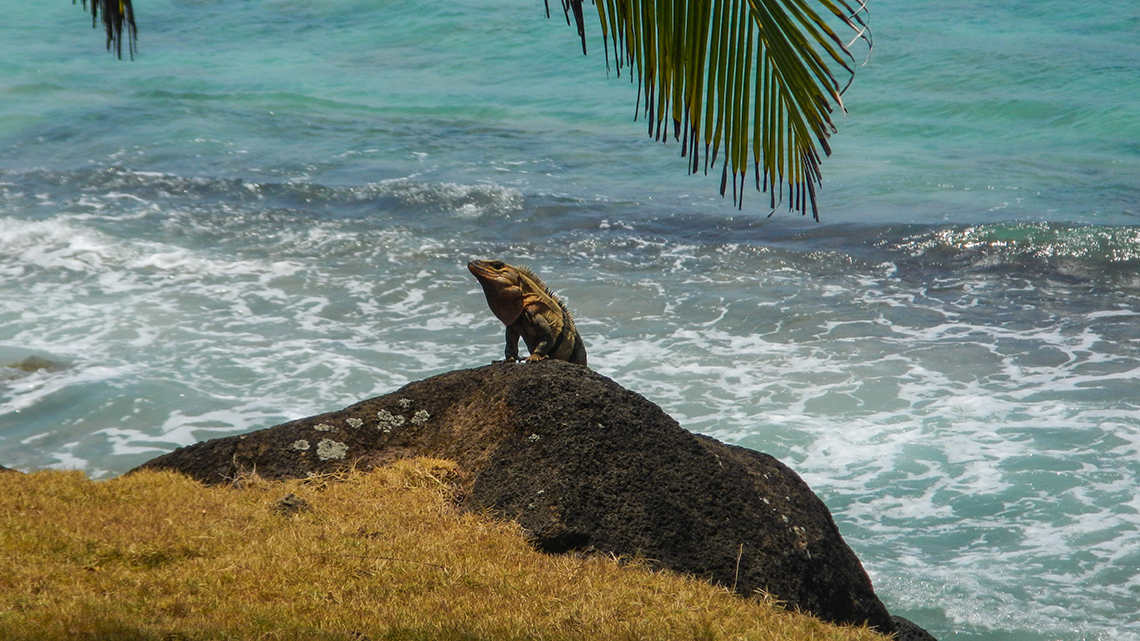 Large iguana emerging of the waters in the Cuban coast wild cuba