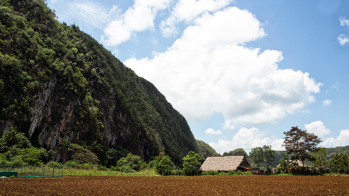 Tobacco plantation seen from the road while on road trip in Vinales, Cuba