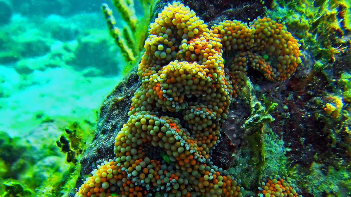 Unspoilt coral reefs in Cuba