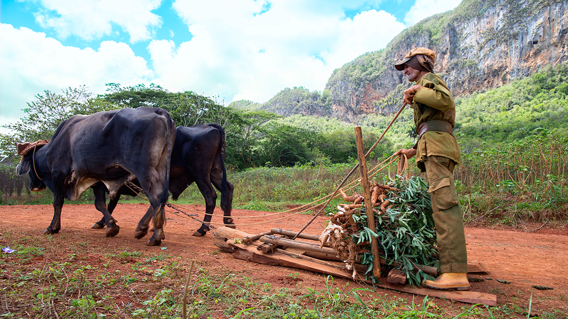 Cuban farmer drives his oxes to his crops in Pinar del Rio