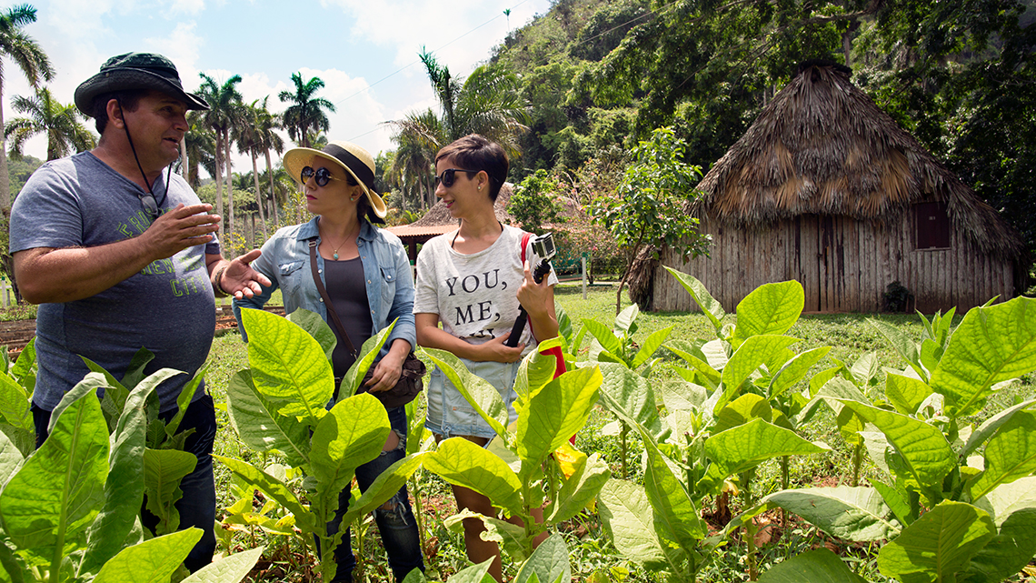 Farmer explain to tourist the cares needed to grow high quality tobacco in Vinales Valley