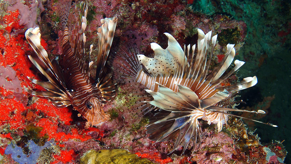 Lion fish gentle swimming among the coral reefs of the Seychelles