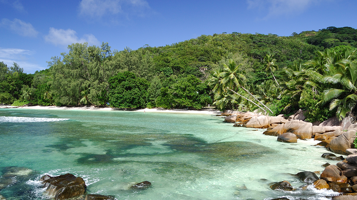 Palm trees lining the shores of Anse Severe in La Digue Island, Seychelles